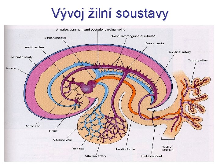 Vývoj žilní soustavy 