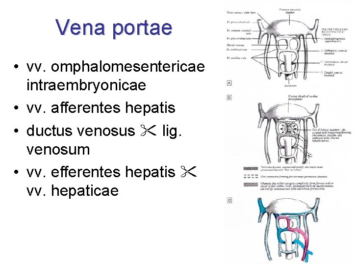 Vena portae • vv. omphalomesentericae intraembryonicae • vv. afferentes hepatis • ductus venosus lig.