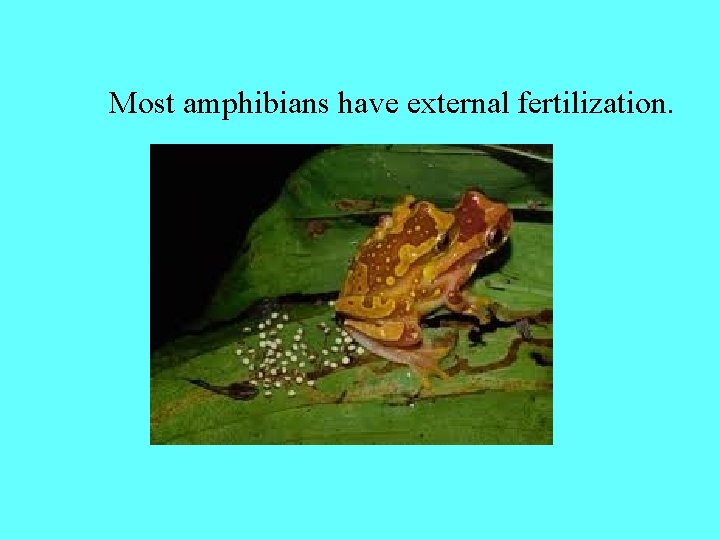 Most amphibians have external fertilization. 