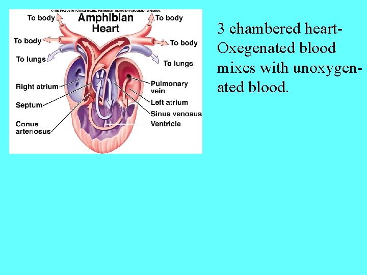 3 chambered heart. Oxegenated blood mixes with unoxygenated blood. 