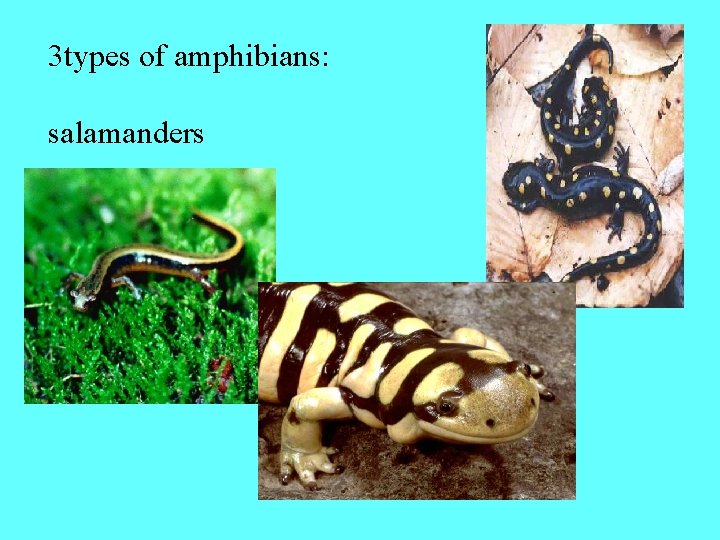 3 types of amphibians: salamanders 