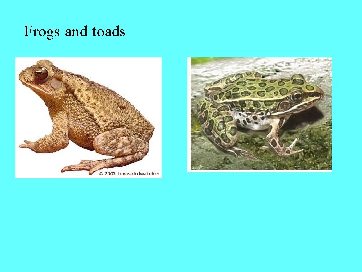 Frogs and toads 