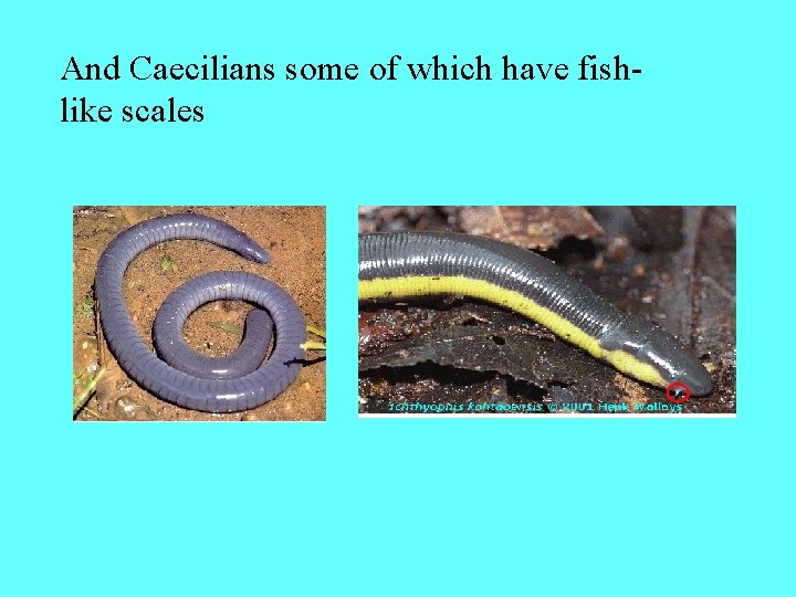 And Caecilians some of which have fishlike scales 