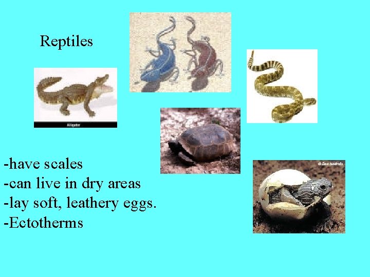 Reptiles -have scales -can live in dry areas -lay soft, leathery eggs. -Ectotherms 