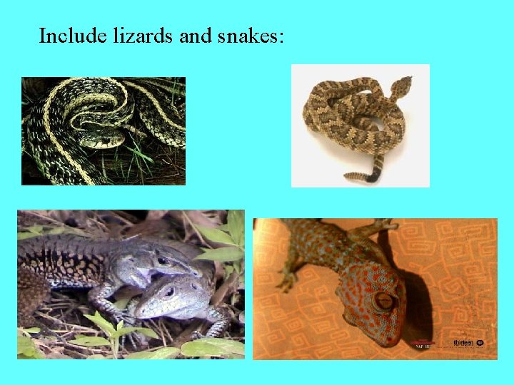 Include lizards and snakes: 