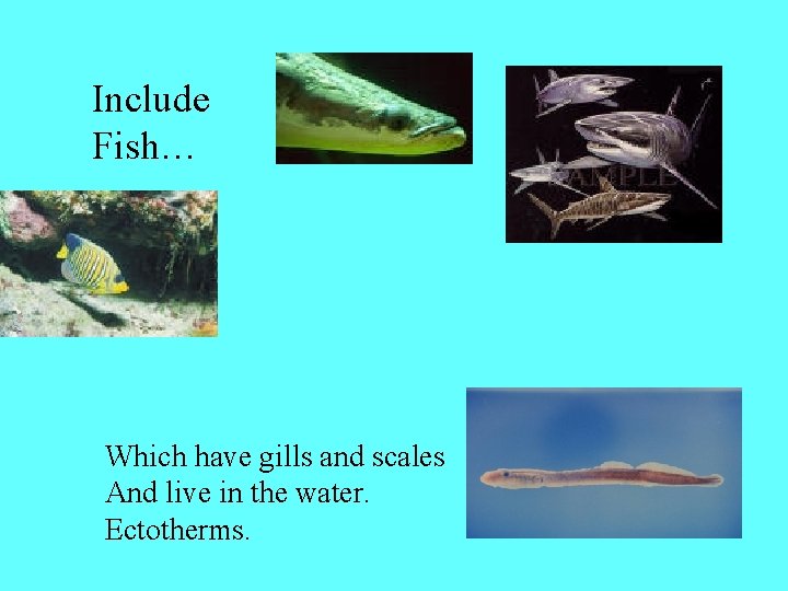 Include Fish… Which have gills and scales And live in the water. Ectotherms. 