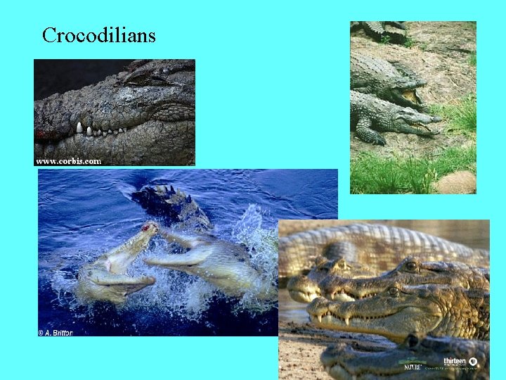 Crocodilians 