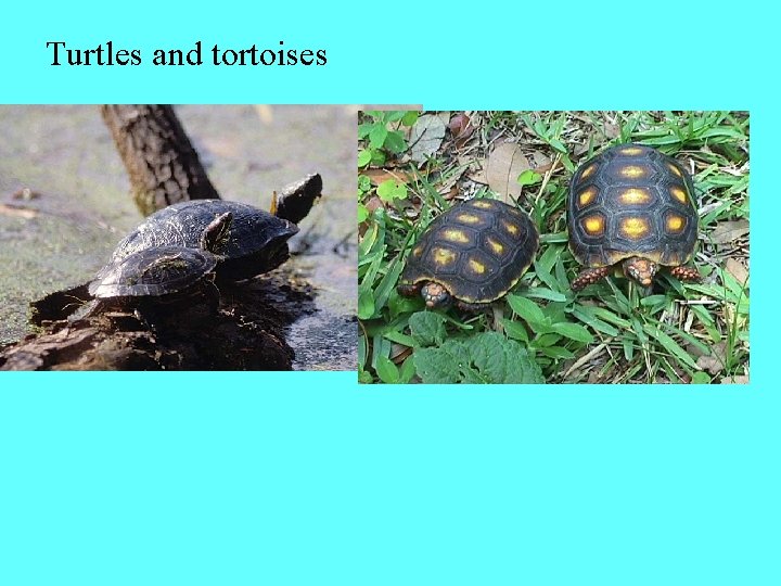 Turtles and tortoises 