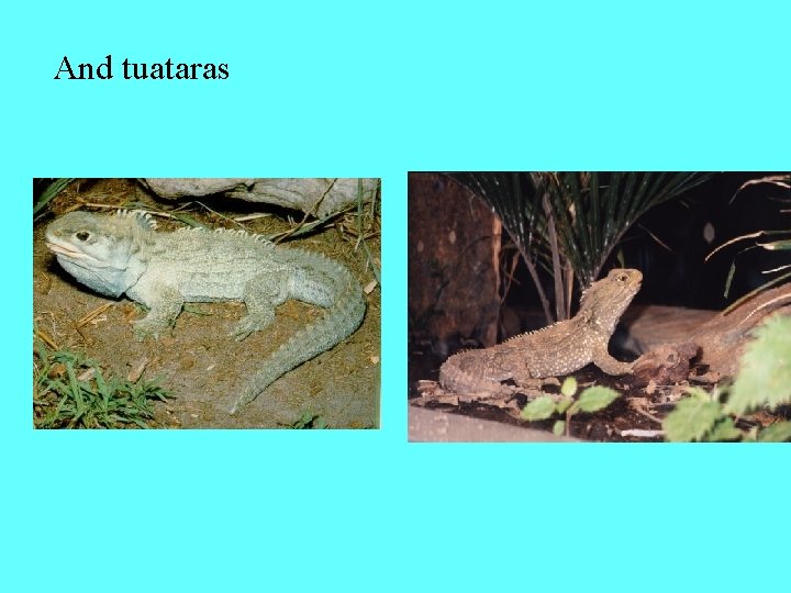 And tuataras 