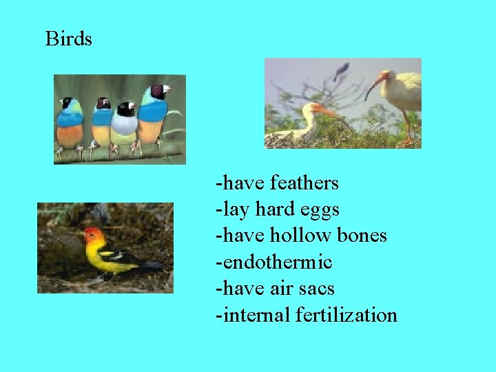 Birds -have feathers -lay hard eggs -have hollow bones -endothermic -have air sacs -internal