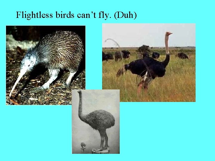 Flightless birds can’t fly. (Duh) 