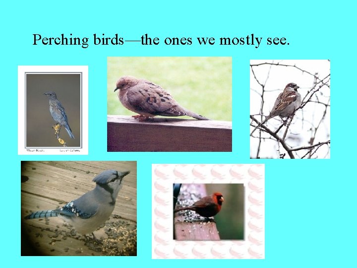 Perching birds—the ones we mostly see. 