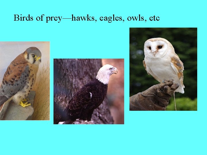 Birds of prey—hawks, eagles, owls, etc 