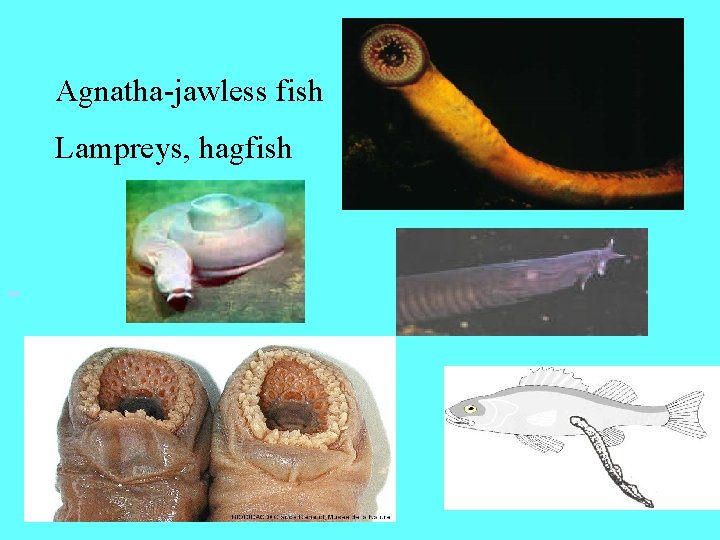 Agnatha-jawless fish Lampreys, hagfish 