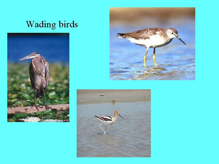 Wading birds 