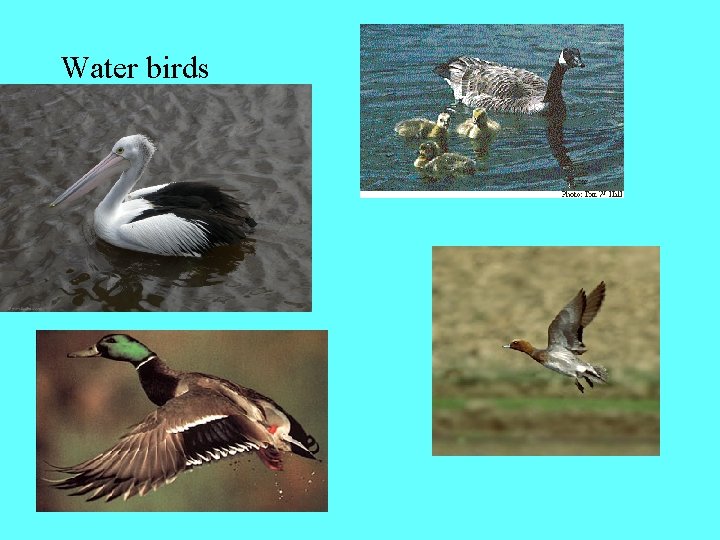 Water birds 