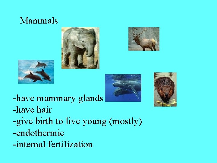 Mammals -have mammary glands -have hair -give birth to live young (mostly) -endothermic -internal