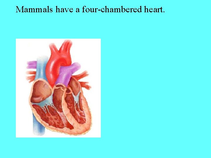 Mammals have a four-chambered heart. 