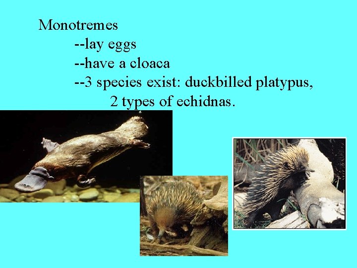 Monotremes --lay eggs --have a cloaca --3 species exist: duckbilled platypus, 2 types of