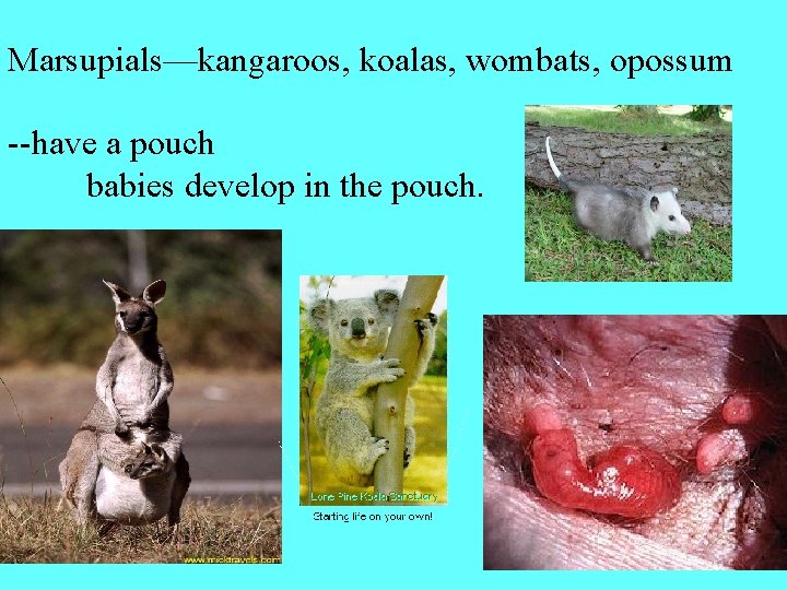 Marsupials—kangaroos, koalas, wombats, opossum --have a pouch babies develop in the pouch. 