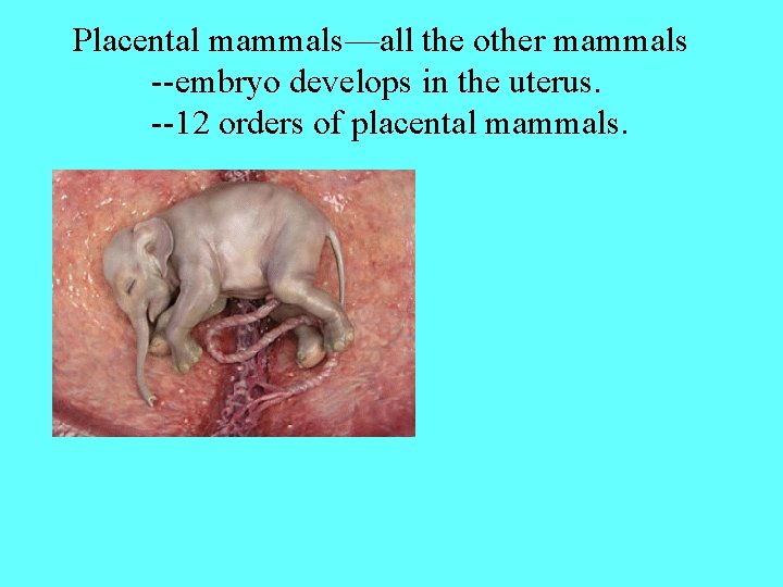 Placental mammals—all the other mammals --embryo develops in the uterus. --12 orders of placental