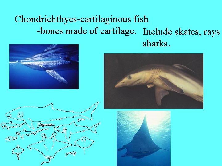 Chondrichthyes-cartilaginous fish -bones made of cartilage. Include skates, rays sharks. 