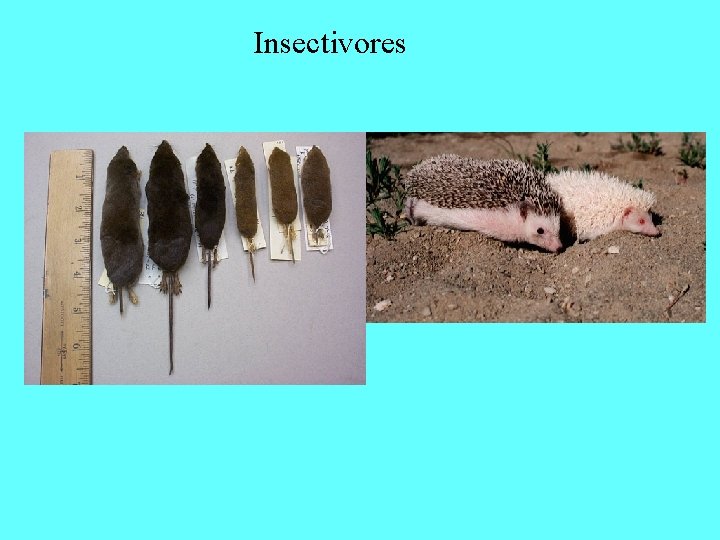 Insectivores 