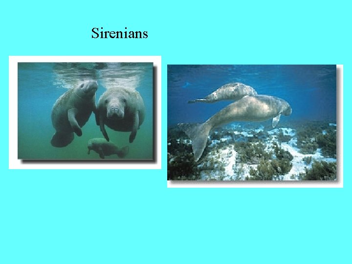 Sirenians 