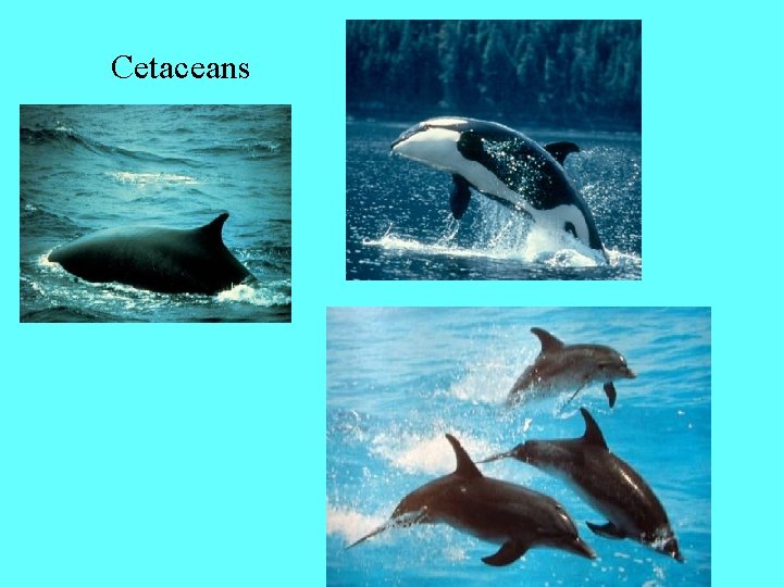 Cetaceans 