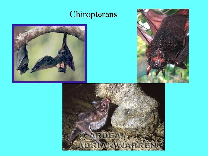 Chiropterans 