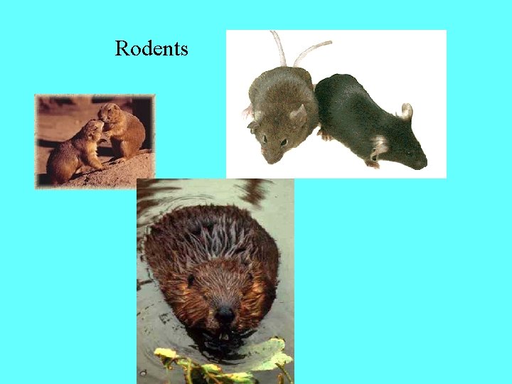 Rodents 