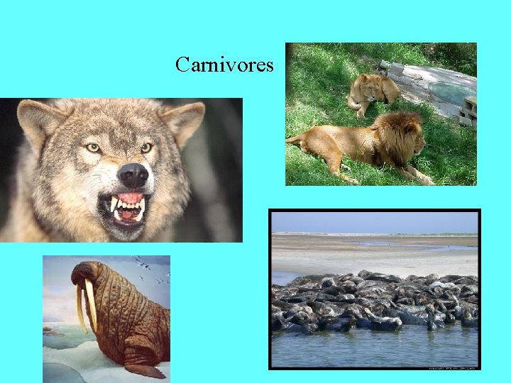 Carnivores 