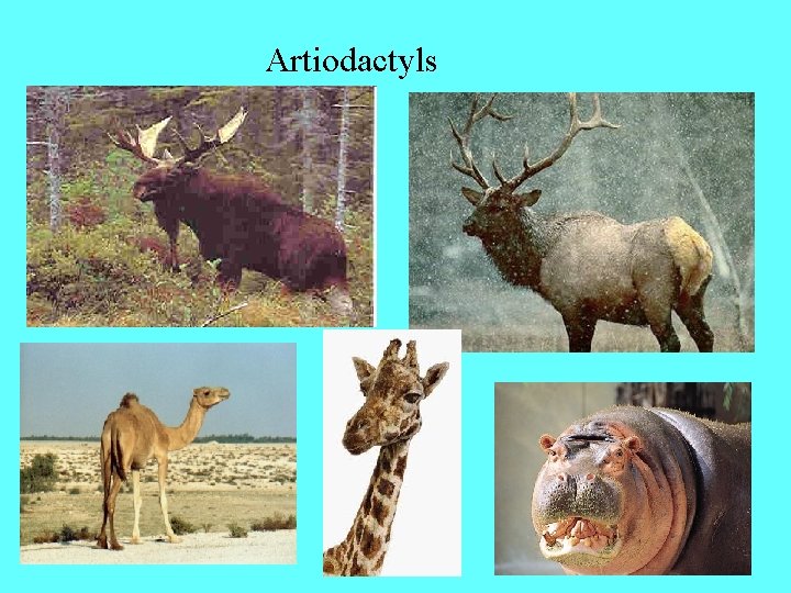 Artiodactyls 
