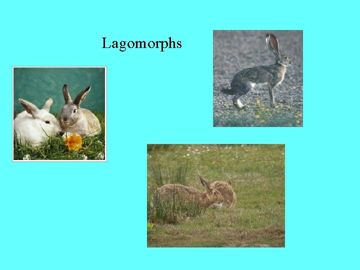 Lagomorphs 