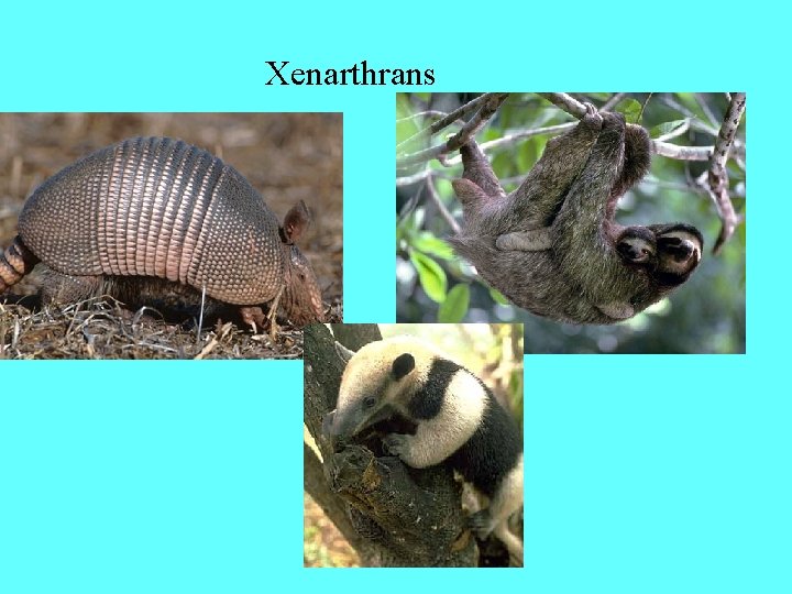 Xenarthrans 