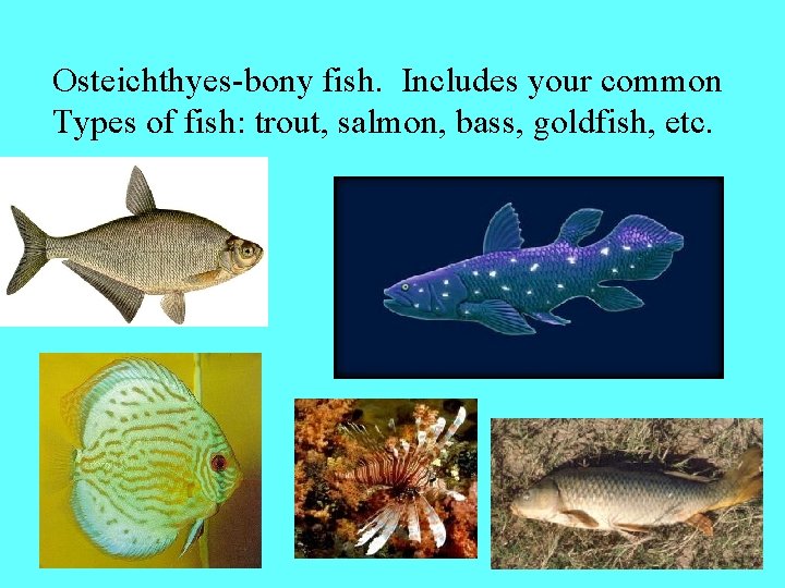 Osteichthyes-bony fish. Includes your common Types of fish: trout, salmon, bass, goldfish, etc. 