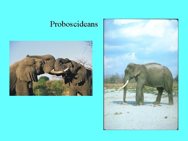Proboscideans 