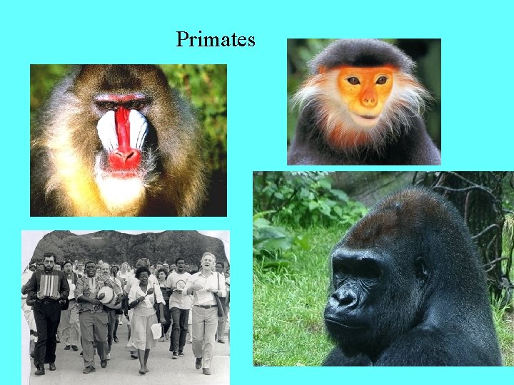 Primates 