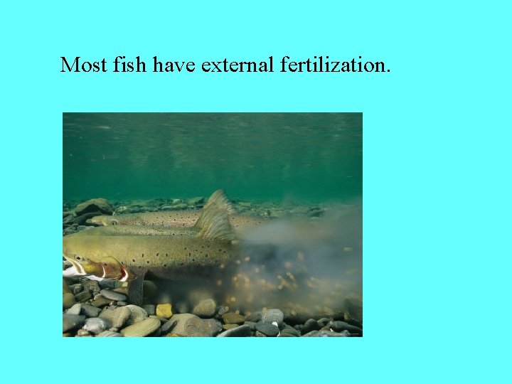 Most fish have external fertilization. 