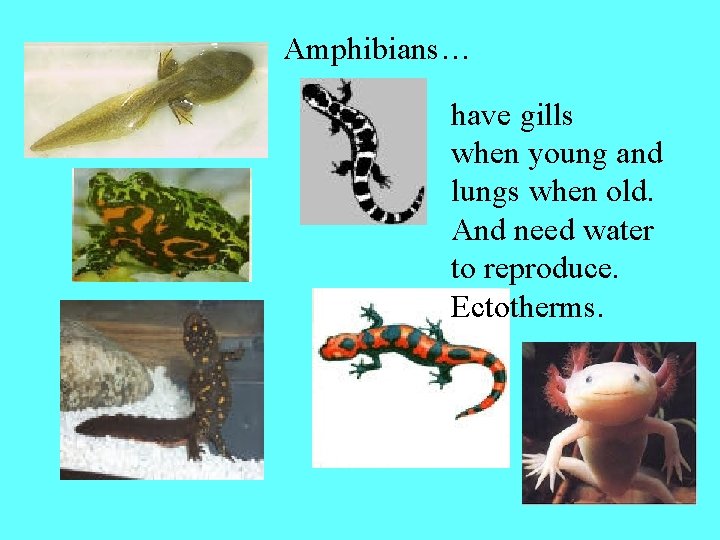 Amphibians… have gills when young and lungs when old. And need water to reproduce.