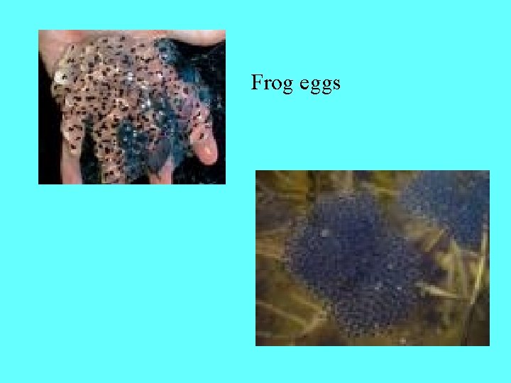 Frog eggs 