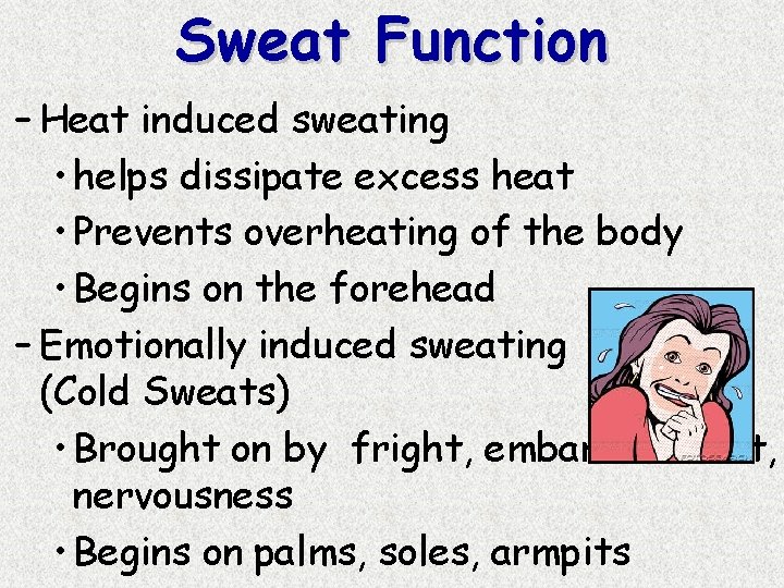 Sweat Function – Heat induced sweating • helps dissipate excess heat • Prevents overheating