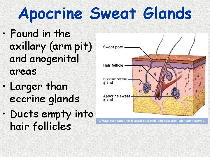 Apocrine Sweat Glands • Found in the axillary (arm pit) and anogenital areas •