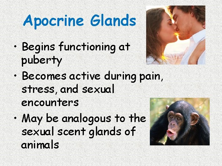 Apocrine Glands • Begins functioning at puberty • Becomes active during pain, stress, and