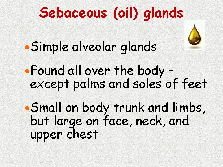 Sebaceous (oil) glands ·Simple alveolar glands ·Found all over the body – except palms