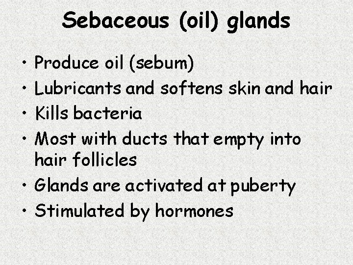 Sebaceous (oil) glands • • Produce oil (sebum) Lubricants and softens skin and hair