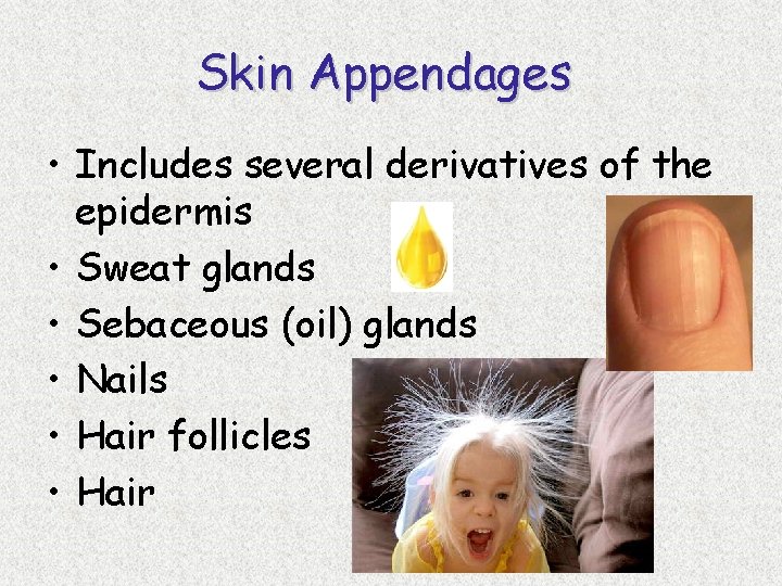 Skin Appendages • Includes several derivatives of the epidermis • Sweat glands • Sebaceous