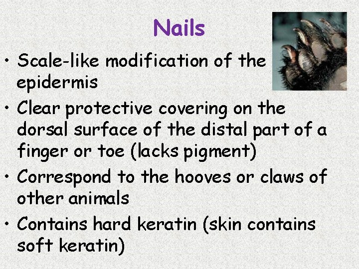 Nails • Scale-like modification of the epidermis • Clear protective covering on the dorsal