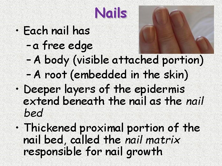 Nails • Each nail has – a free edge – A body (visible attached