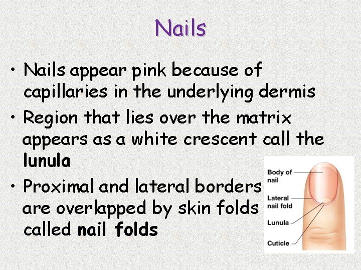 Nails • Nails appear pink because of capillaries in the underlying dermis • Region